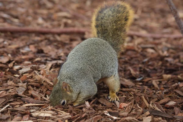 Mała wiewiórka ładny — Zdjęcie stockowe