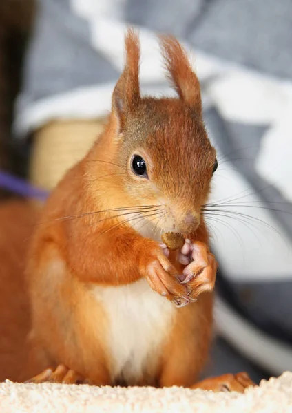 Petit écureuil mignon — Photo