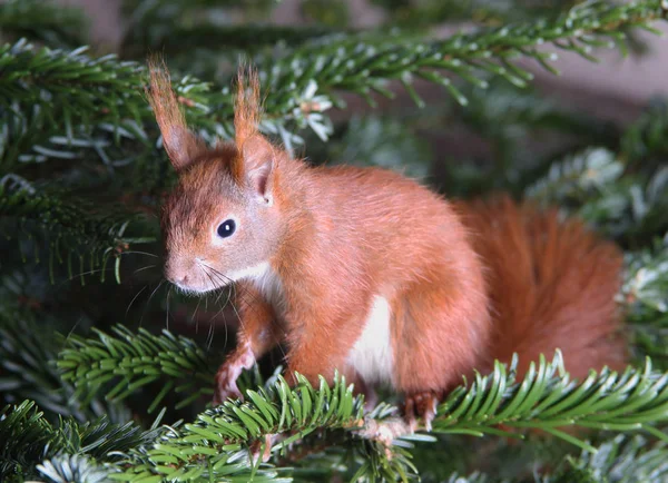 Petit écureuil mignon — Photo