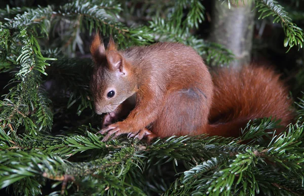 Liten söt ekorre — Stockfoto