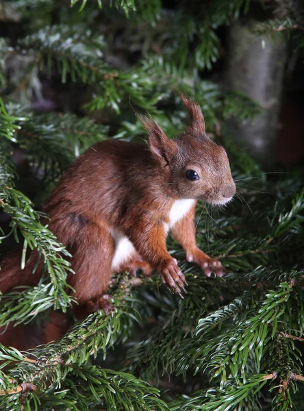 Little cute squirrel — Stock Photo, Image