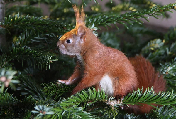 Liten söt ekorre — Stockfoto