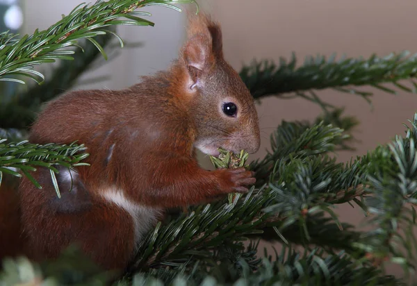 Petit écureuil mignon — Photo
