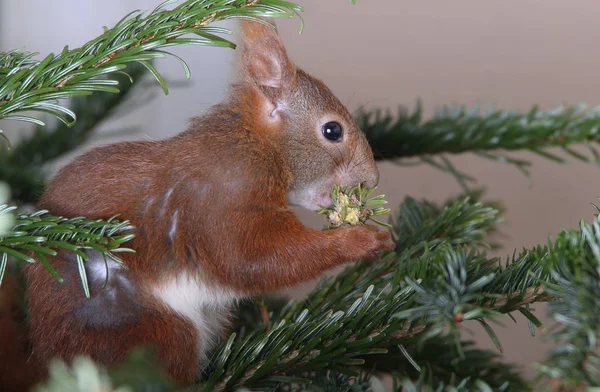 Mała wiewiórka ładny — Zdjęcie stockowe