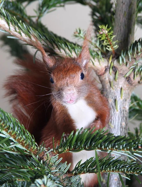 Red squirrel climbing in a tree — Stock Photo, Image