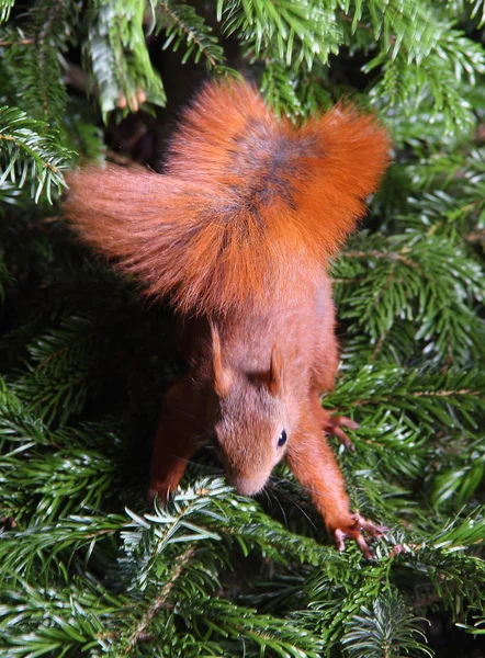 Écureuil roux grimpant dans un arbre — Photo