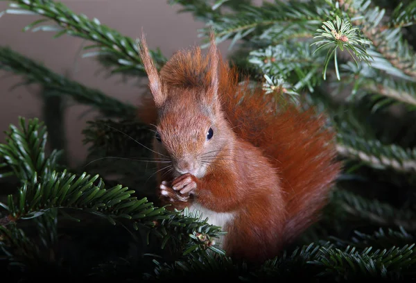 Écureuil roux grimpant dans un arbre — Photo