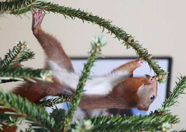 Rotes Eichhörnchen klettert in einen Baum — Stockfoto