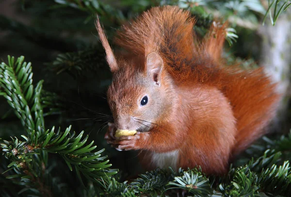 red squirrel climbing in a tree