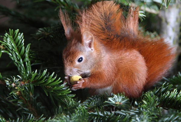 Écureuil roux grimpant dans un arbre — Photo