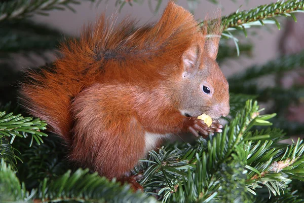 Écureuil roux grimpant dans un arbre — Photo