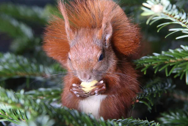 Esquilo vermelho subindo em uma árvore — Fotografia de Stock