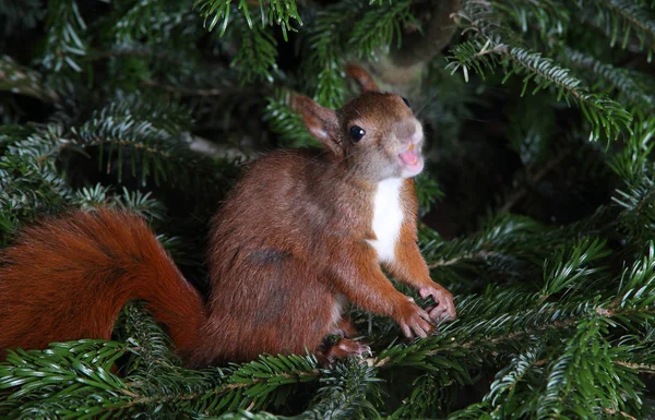 Red squirrel climbing in a tree — Stock Photo, Image
