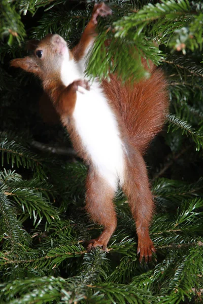 Ardilla roja trepando en un árbol — Foto de Stock