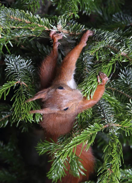 Esquilo vermelho subindo em uma árvore — Fotografia de Stock