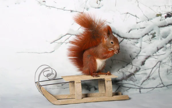 Winter squirrel on a sleigh — Stock Photo, Image