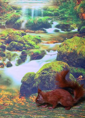 Şirin Kırmızı Sincap.