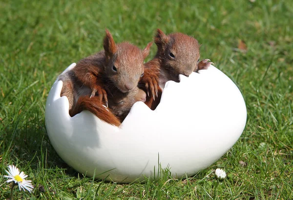 Giovani scoiattoli pasquali — Foto Stock