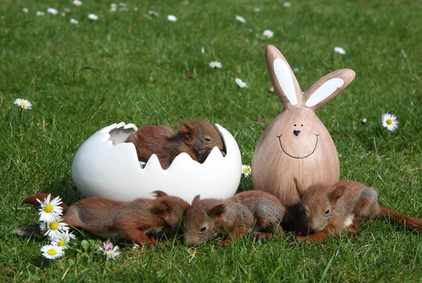 Young easter squirrels — Stock Photo, Image