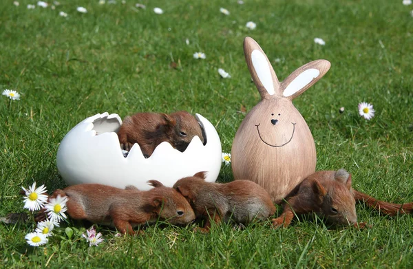 Young easter squirrels — Stock Photo, Image