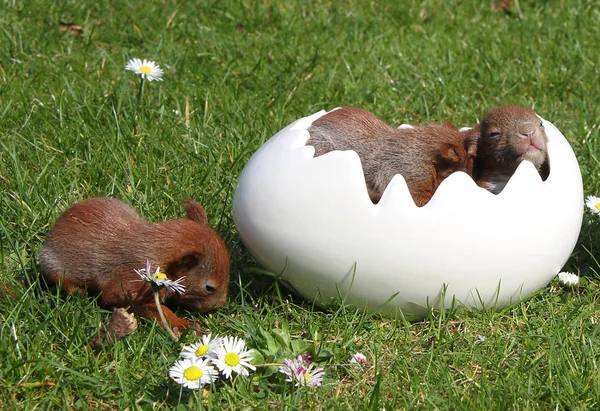 年轻的复活节松鼠 — 图库照片