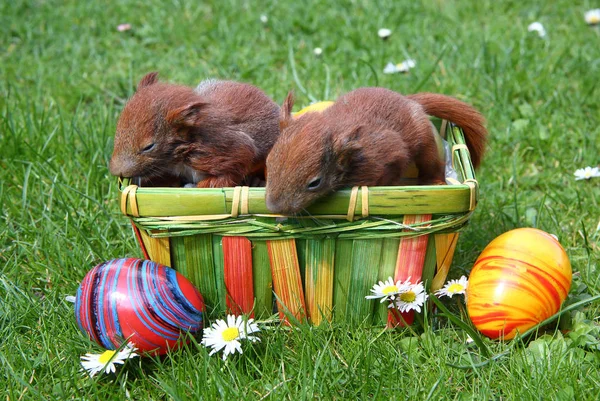 Young easter squirrels — Stock Photo, Image