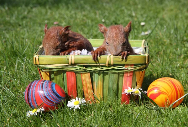 Young easter squirrels — Stock Photo, Image