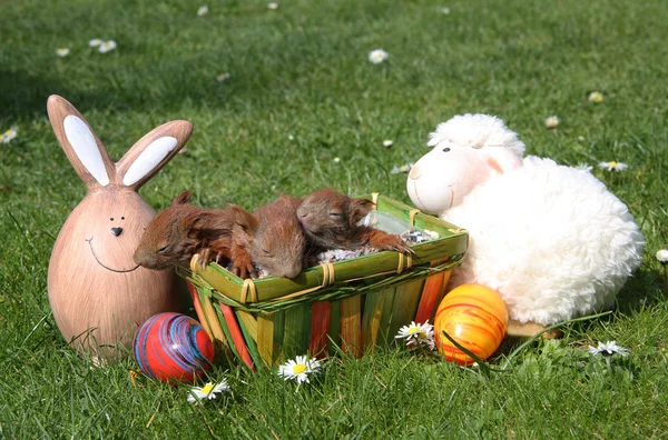 Young easter squirrels — Stock Photo, Image