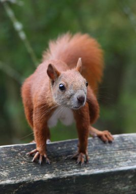 güzel kızıl sincap