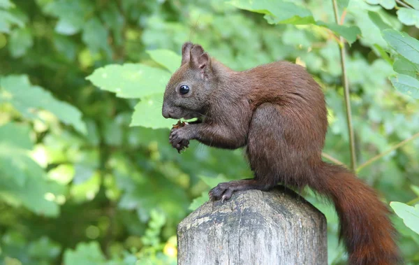 Vackra röda ekorren — Stockfoto