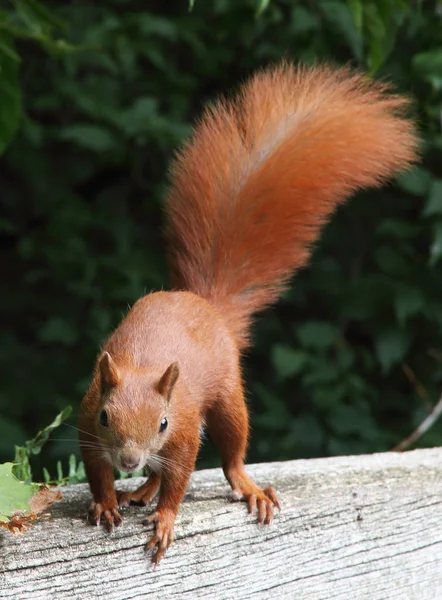Bel écureuil roux — Photo