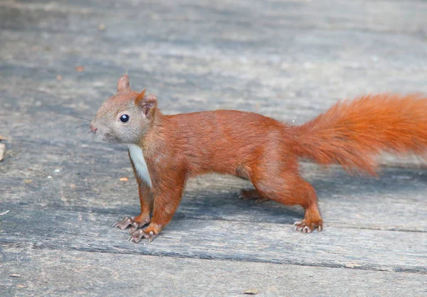 Schönes rotes Eichhörnchen — Stockfoto