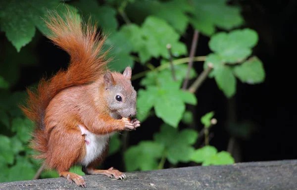 Bello scoiattolo rosso — Foto Stock