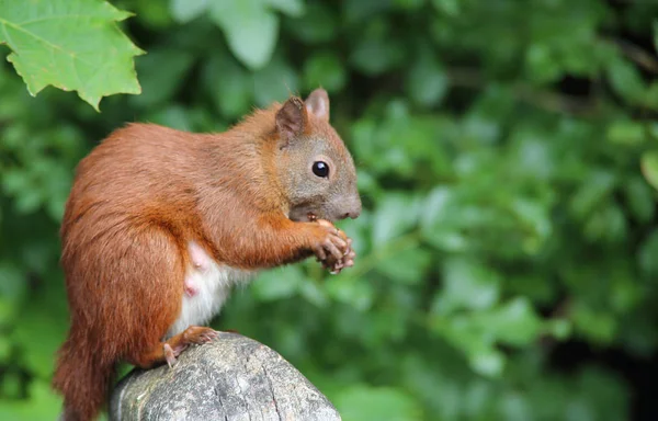 Beautiful red squirrel — Stock Photo, Image