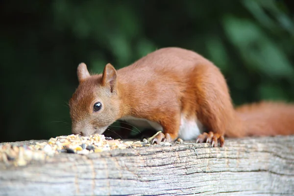 Beautiful red squirrel — Stock Photo, Image