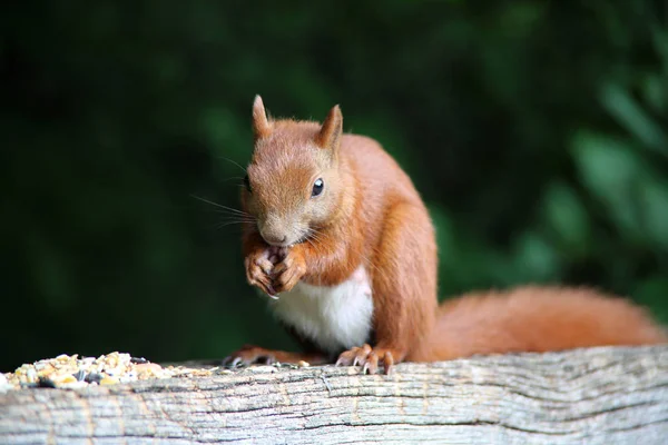 Schönes rotes Eichhörnchen — Stockfoto