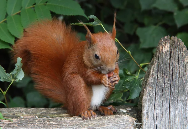 Esquilo vermelho bonito — Fotografia de Stock