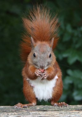 güzel kızıl sincap