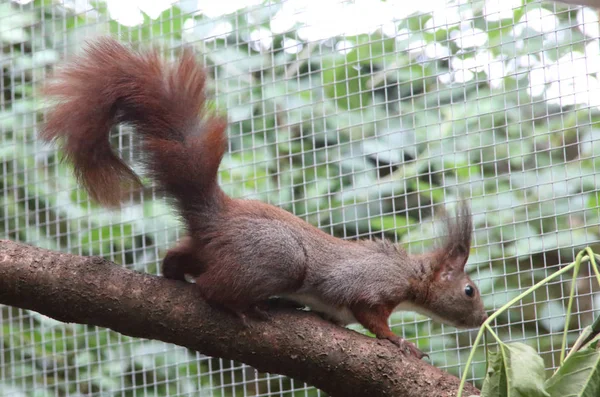 Schönes rotes Eichhörnchen — Stockfoto