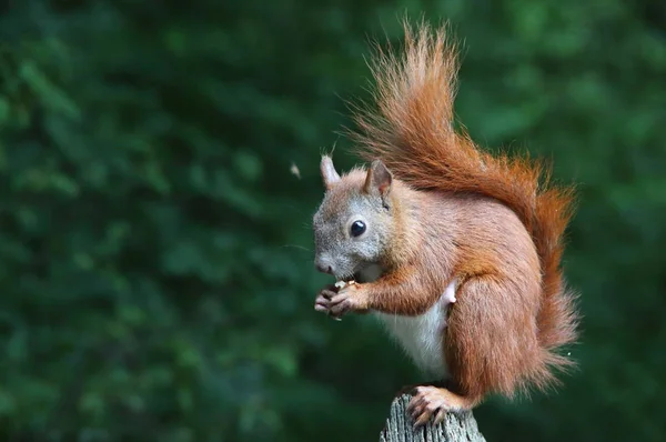 Esquilo vermelho bonito — Fotografia de Stock