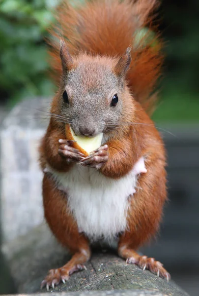 Mooie rode eekhoorn — Stockfoto