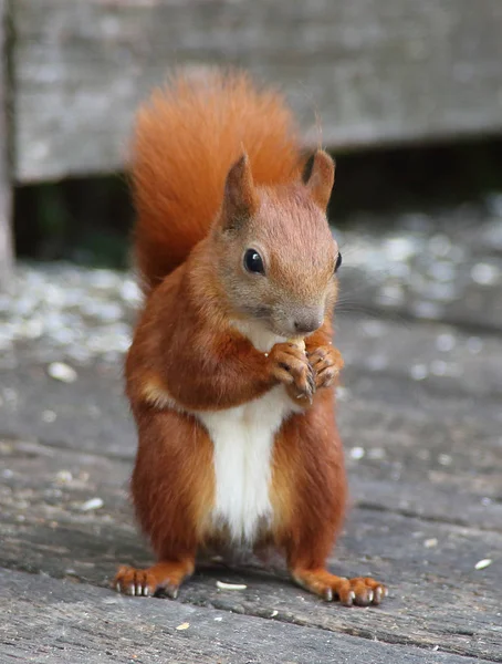 Aç kırmızı sincap