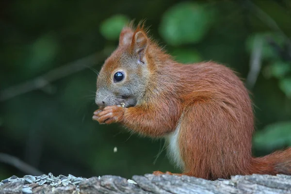 Hungry red squirrel — Stock Photo, Image