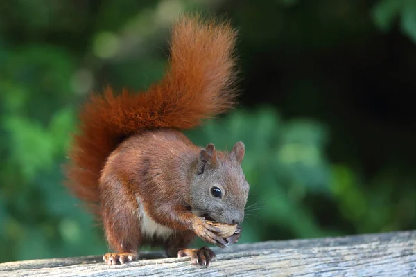 Ardilla roja hambrienta — Foto de Stock