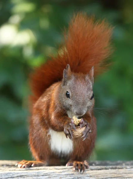 Écureuil roux affamé — Photo