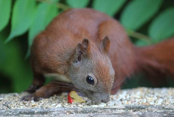 Hungry red squirrel — Stock Photo, Image