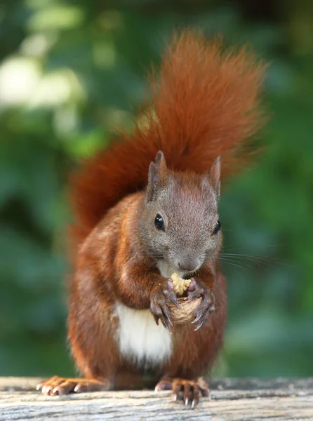 Hungriges Rotes Eichhörnchen Stockfoto