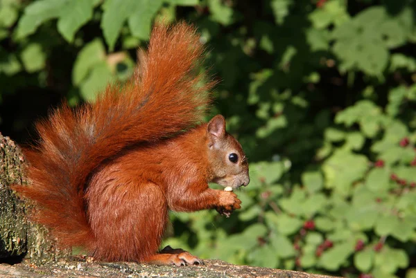 Sultne røde egern - Stock-foto