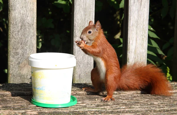 Aç kırmızı sincap