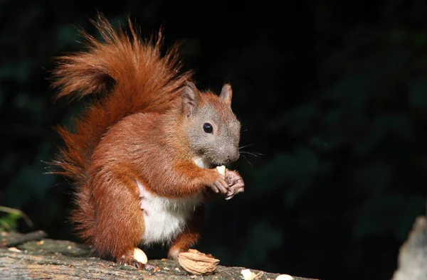 Hungrig ekorre — Stockfoto